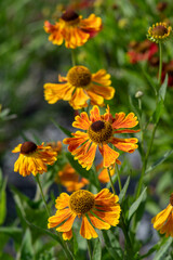 Helenium hybridum orange yellow flowering plants, group of cultivated sneezeweed flowers in bloom