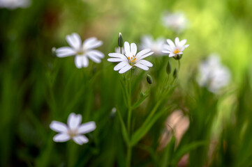 Rabalera Stellaria holostea greater stitchwort perennial flowers in bloom, group of white flowering plants on green background