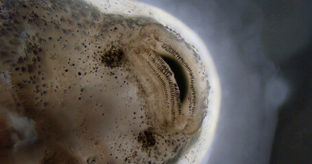 Kaulquappe mikroskopische Aufnahme