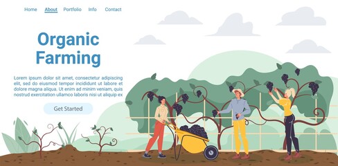 Vector cartoon flat farmer characters harvesting,people workers harvest grapes fruits-natural,organic farming,agriculture concept for web online landing page template,site design