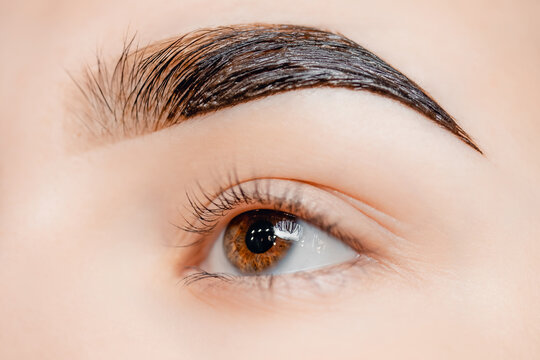 Correction and tint henna of eyebrows, macro photo woman brow and Brown eyes