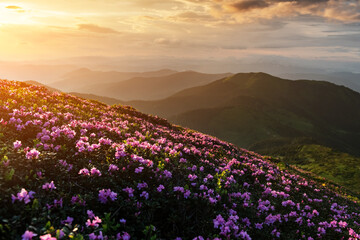 Fototapeta premium Pink rhododendron flowers in mountains