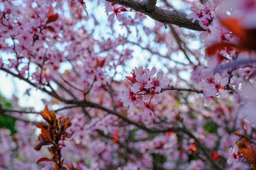 Beautiful pink spring blossom branch with red leaves on tree close-up across blurred floral background and blue sky. Natural spring background. Copy space.