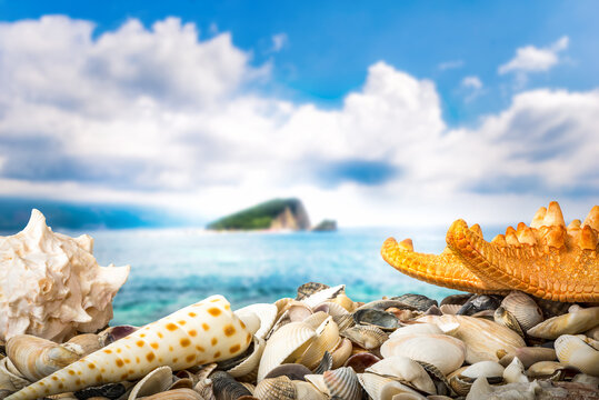 Shell beah and sea