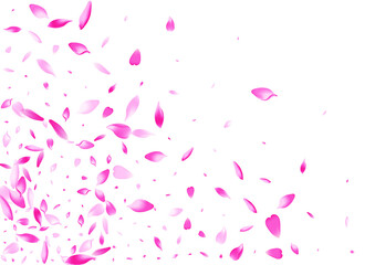 Pink Rose Petal Vector White Background. Color Romantic Lotus Petal Illustration. Peach Petal Japan Congratulation. Falling Apple Petal Template.