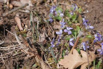 Birdsfoot violet in spring