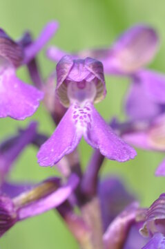 orchis bouffon