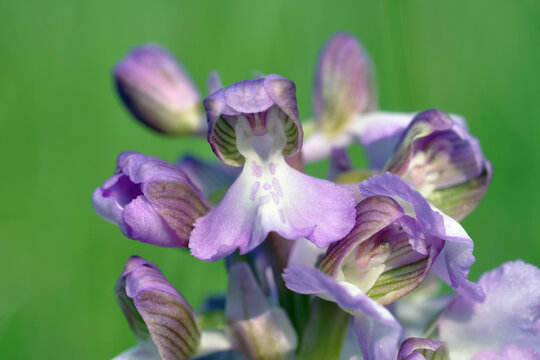 orchis bouffon