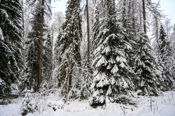 beautiful Christmas tree in the snow. beautiful winter forest. beautiful snowy tree branches