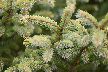 Fototapeta premium Needle in spring. Spruce in spring.