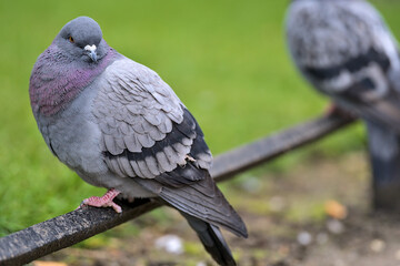 Beautiful closeup view of common city feral pigeon (Columbidae) head sitting the lawn metal edging in Stephens Green Green Park, Dublin, Ireland. Soft and selective focus. Blurry background focus