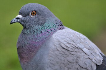 Beautiful closeup view of common city feral pigeon (Columbidae) head sitting the lawn edging in Stephens Green Green Park, Dublin, Ireland. Soft and selective focus. Blurry background focus