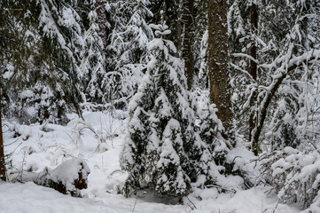 Fototapeta na wymiar beautiful Christmas tree in the snow. beautiful winter forest. beautiful snowy tree branches