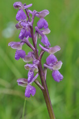 Fototapeta premium orchis bouffon