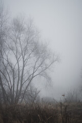 Obraz na płótnie Canvas Tree in a fog
