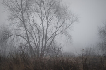 Silhouette of a tree in fog