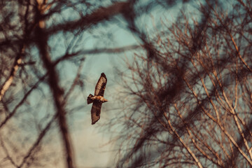 Bird of prey flying in the sky