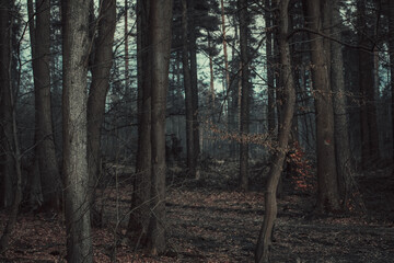 Fototapeta premium Autumn forest