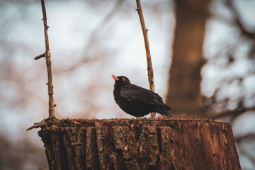 Common blackbird sitting on a trunk