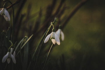 Snowdrop close up on a green background