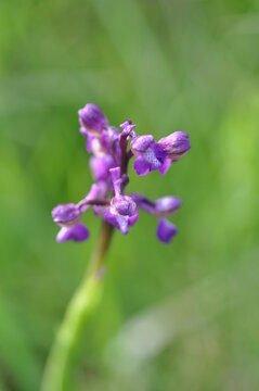 orchis bouffon