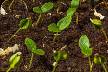 Сlose up view of growing cucumbers plants indoors before season. Healthy eating concept.