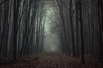 Moody forest in fog