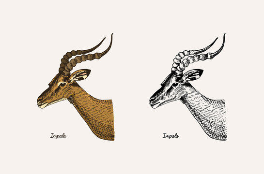 Horn and antlers Animals. Impala, gazelle and greater kudu, fallow deer reindeer, axis and dibatag. Hand drawn engraved sketch