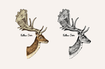 Horn and antlers Animals. Impala, gazelle and greater kudu, fallow deer reindeer, axis and dibatag. Hand drawn engraved sketch