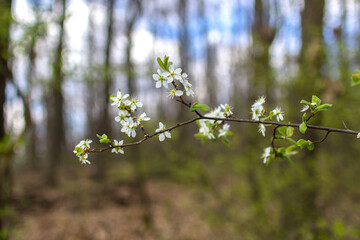 Spring in the forest