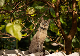lynx in the forest