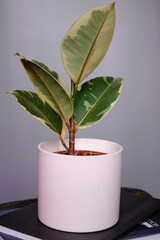 ficus on a gray background stands in a pot on books