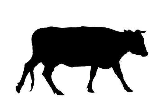 Silhouette Of A Cow. Stencil. Black Cow On A White Background.