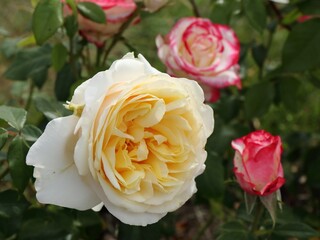 A pale yellow rose on a background of pink roses and green leaves