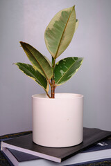 ficus on a gray background stands in a pot on books