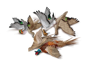 la chasse, tirer, canard, sarcelle-pilet , faisan, nature morte, femelle, mâle, volant, ciel, vol, atteindre, tuer, oiseau, animal, nature, ailes, faune, bleu, blanc, sauvage, mer, oie, empennage, lib