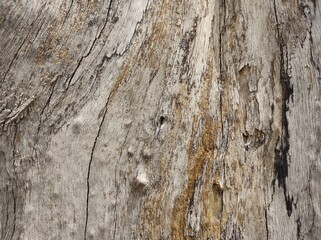 Madera vieja con textura
