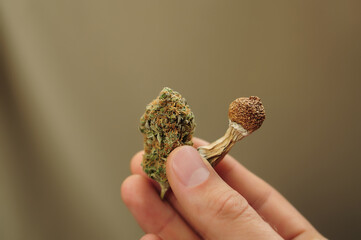 Microdosing concept. Dried psilocybe mushroom and cannabis bud in man's hand on brown background....