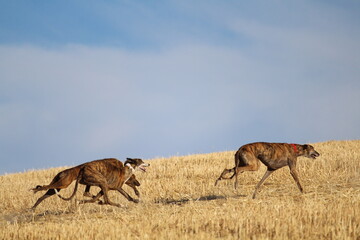 Spanish greyhound in mechanical hare race in the countryside