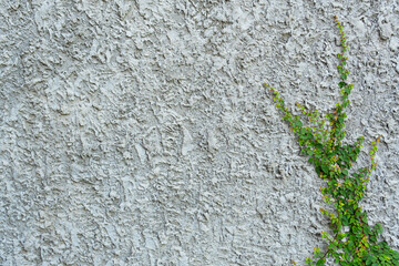 Creeping Fig plant on wall