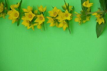 Amazing grunge background with Yellow flowers bells on green texture. Beautiful Colorful Greeting Card for Mothers Day, Birthday, March 8, easter. Top view, Flat lay. natural cosmetic With Copy Space