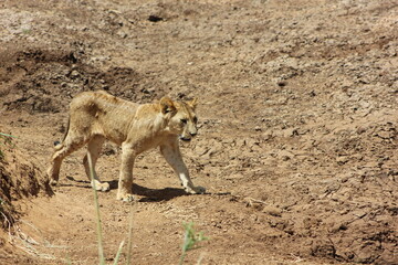 lioness walking on the muddy road