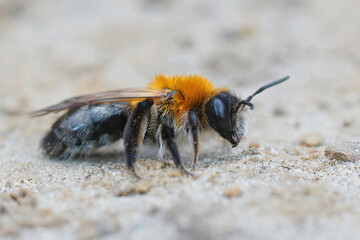 Closeup of a female,  Grey-patched Mining Bee, Andrena nitida on sandy soil