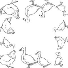 vector illustration duck and chicken contour,frame,border,doodle