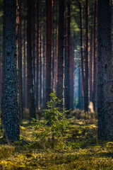 A beautiful pine tree forest scenery durning spring in Northern Europe. Tall pine trees growing in woodlands. Forest landscape in springtime.