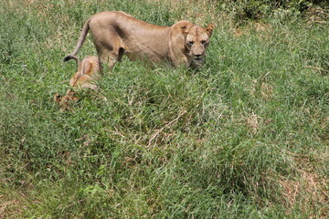 a full grown lioness and her cub in the green grass in the African jungle