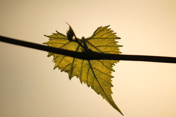One young vine leaf in the contrasting dim light of the sunset