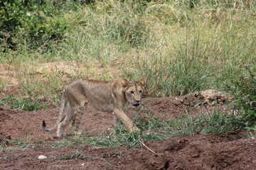 a young alert lioness in the African jungle 
