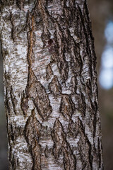 Beautiful closeup of plants growing in a sprintime forest. Spring scenery of woodlands in Northern Europe.