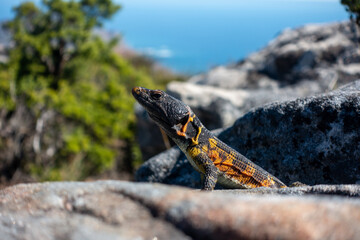 Lizard on the Table Mountain of Cape Town, Signal Hill and Lion's Head, South Africa